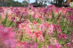 Vibrant, dreamy spiny spider flowers in downtown Da Lat mesmerize visitors