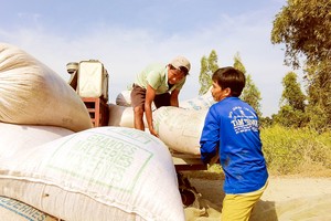 Rice prices plummet, leaving farmers, traders in crisis