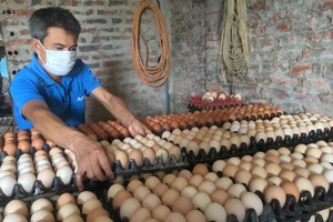 Poultry farmers struggle as egg prices plummet