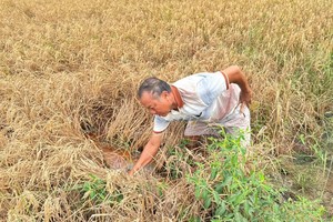 Over 20ha of rice near Can Tho – Ca Mau Expressway dies unusually