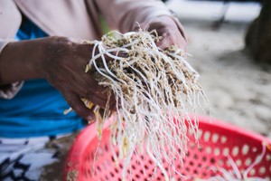 Tra Khuc River's sand bean sprout craft gradually fades