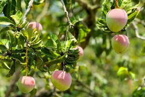 Australian mango prices crash, Cam Lam farmers face heavy losses