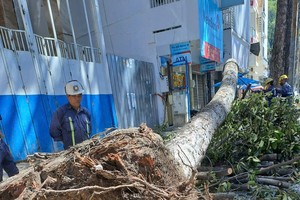 HCMC seeks safer urban greenery management amid growing risks
