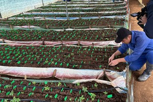 Kon Tum suspends irregular Ngoc Linh ginseng growing area code