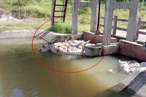 ASF spreads rapidly in Quang Ngai, pig carcasses pollute Gia Lai waterways