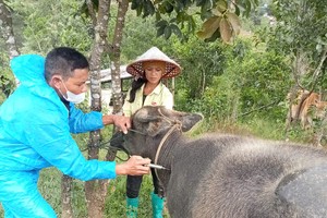 Bird flu, foot-and-mouth disease detected in Central Highlands, Central Vietnam