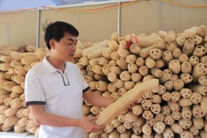 From loofah vines to global markets: A farmer’s vision from Dak Lak