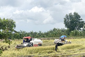 Rice farmers in Mekong Delta struggle as prices plunge, yields decline