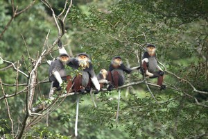 Quang Tri seeks UNESCO biosphere status for Phong Nha–Ke Bang