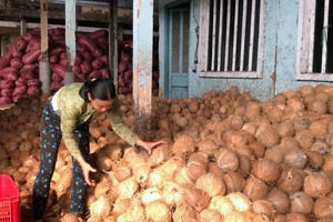 Sharp drop in coconut prices hits farmers in Mekong Delta