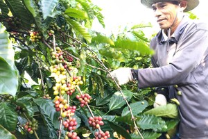 Central Highlands farmers cheer as coffee delivers high yields, high prices