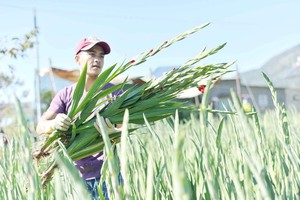 Gladiolus in Lam Dong Province enjoy a good price this year thanks to high market demands. (Photo: SGGP)