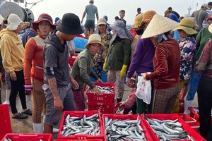 Traders are buying fish at My Tan fishing port in Ninh Thuan Province for export processing factories. (Photo: SGGP)