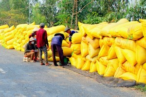 Increasing the income of rice farmers is an urgent demand of rice cultivation nations