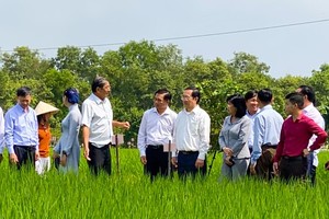 The delegation of the Ministry of Science and Technology and leaders of Soc Trang Province are paying an on-site visit to organic rice fields. 