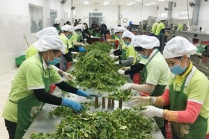 EU removes frequency of control on certain Vietnamese spicy herbs