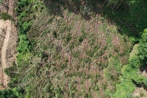 Pine trees have been illegally logged. (Photo: SGGP)