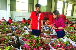 Vina T&T Group, specializing in exporting dragon fruits, is partnering up with farmers for stable produce price