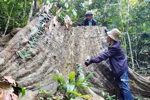 One ancient tree in Van Canh District protection forest being illegally felled