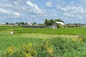 The project of Xuan Thoi Thuong Industrial Park in Hoc Mon District has just been allowed to resume to better exploit the land resource