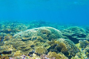 Marine preserve proposed to form in Quy Nhon Bay