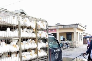 C05 asked to form specialized project to stop smuggled poultry 