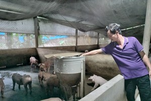 Farmers reluctant to re-herd pigs for fear of low price, diseases