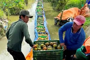 Farmers are harvesting oranges in Vinh Long Province (Photo: SGGP)
