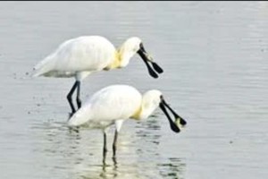 5 new endangered birds spotted in Binh Dinh Province