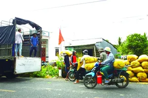 Rice transport via motor vehicles to wholesalers in Ca Mau Province doubles shipping costs (Photo: SGGP)