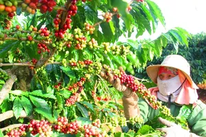 Vietnamese coffee export seeing great potential