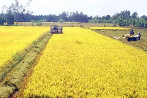 Mekong Delta farmers growing rice for multiple purposes 
