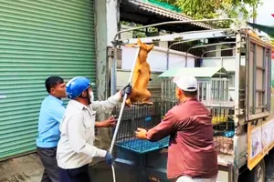 The functional force in Bien Hoa City is catching stray dogs