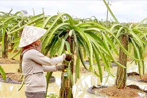 Prolonged downpour all over the Mekong Delta has flooded several dragon fruit orchards in Chau Thanh District of Long An Province (Photo: SGGP)