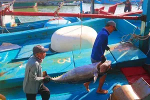 The sharp decline in tuna prices, coupled with the imminent threat of businesses ceasing procurement, has plunged many boat owners and fishermen into a state of anxiety