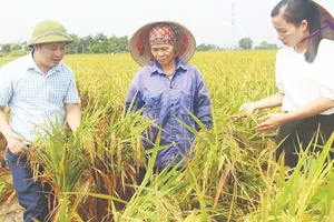 Officials from the Agriculture and Rural Development Division of Hiep Hoa District (Bac Giang Province) are helping local farmers to resume their work after the flood