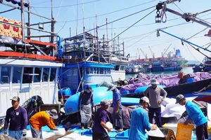 Elderly seafarers in Binh Dinh Province are still trying to work in the maritime extraction sector (Photo: SGGP)