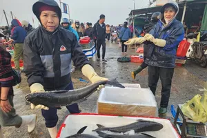 Seafood is being collected by local residents at Cua Sot Fishing Port in Ha Tinh Province (Photo: SGGP)