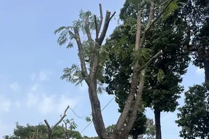 The construction unit’s contract is suspended for damaging green trees (Photo: SGGP)