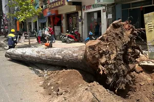 An old tree on Tran Hung Dao Street in District 5 being felled 