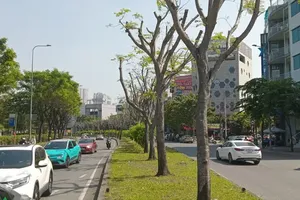 A row of trees on Tran Nao Street (An Khanh Ward, HCMC) has been topped and stripped bare ( Photo: SGGP)