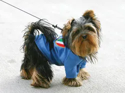 Cún Italia