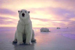 Photo exhibition of the Arctic opens in Hanoi