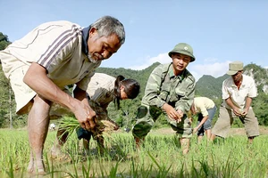 Tag crưm mùa khai minh lúa nước