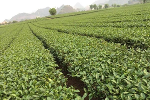 Thu hút đầu tư vùng Tây Bắc: Quy hoạch vùng, cùng phát triển
