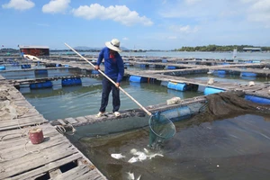 Cá lồng bè trên sông Chà Và lại chết, ngư dân đổ nợ