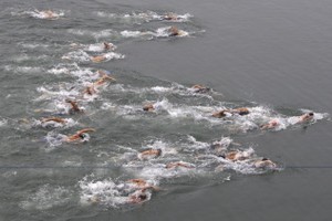 Olympics: Beijing Games briefs