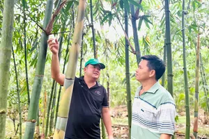 Dự án trồng và phát triển tre