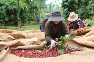 Kết nối, nâng tầm giá trị cà phê Việt