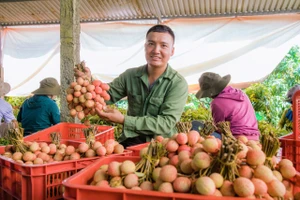 Mùa vải ngọt ở Tây Nguyên